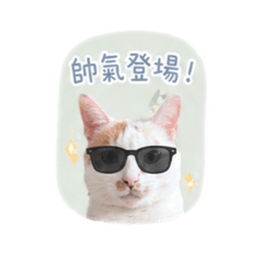 阿喵先生日常生活