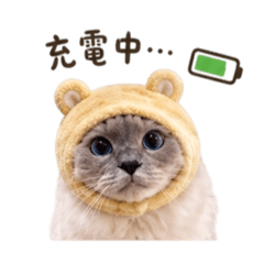 狗狗貓米寶