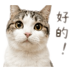 喵喵喵Catt