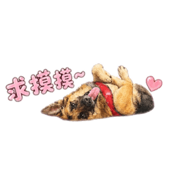 莎拉德牧米克斯日常❤️