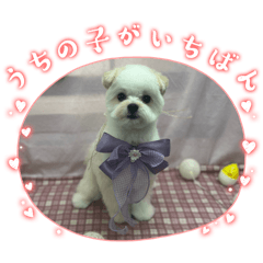 popo_20260505160255