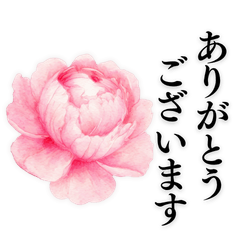 Peony Flowers & Polite Greetings