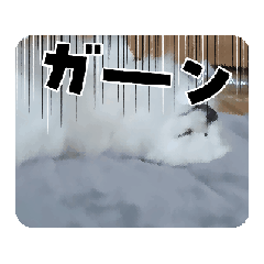 momonga_cute pome shot