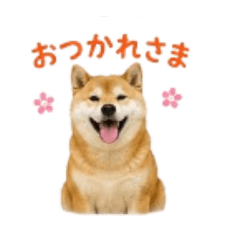 Shiba Inu Daily Expressions Sticker Pack