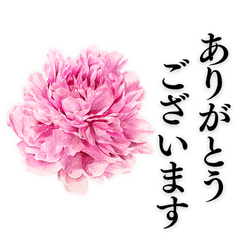 Herbaceous Peony& Polite Greetings