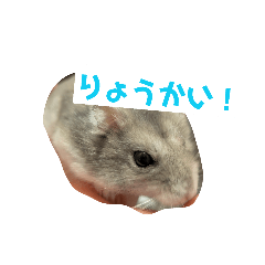 kaki_20260505080234