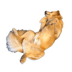 Pawthesupermix_20260505081400
