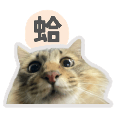 薛豬皮