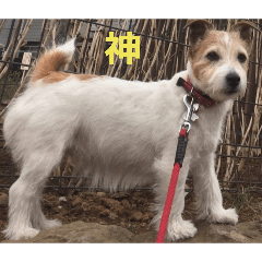 Okoge: the cutest dog