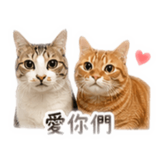 皮多兄弟