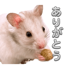 hamuchan33