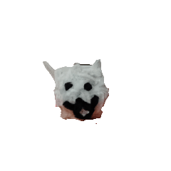 小貓貓毛根