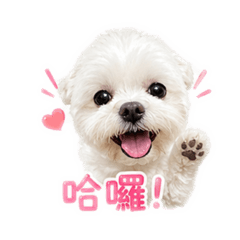 馬爾濟斯 Xi多多