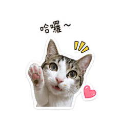 小虎斑弟弟