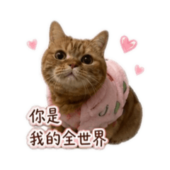 咪咪醬的撒嬌日常✨
