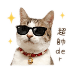 喵灰日常