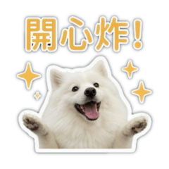 狐狸犬-豆腐