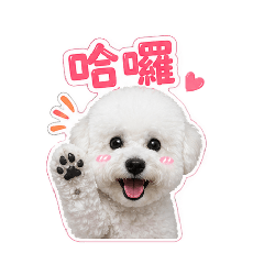貴賓小妞妞