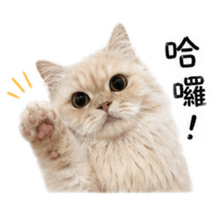 酒酒の日常