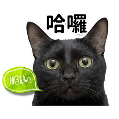黑貓LuLu姐