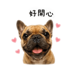 法鬥龍眼-狗狗日常1