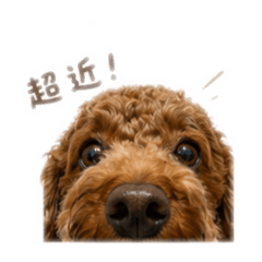 弟弟醬日常