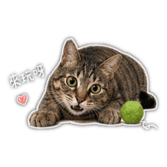 麻糬葫蘆娃