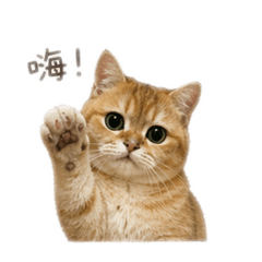 打招呼 小貓咪