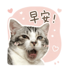 !!可愛貓咪/日常用語貼圖!!