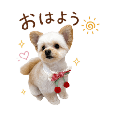 Yume_20260505083126