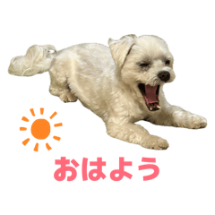 HIRO my dog 2