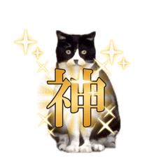 shizupom_20260505165841