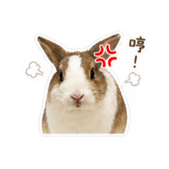 Q版麻糬兔