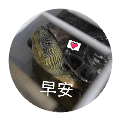 蓁の臭阿龜