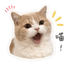 曼赤肯Lumi