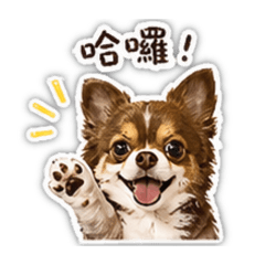 吉娃娃の生活