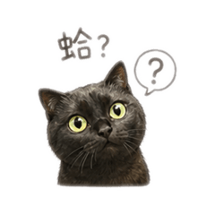 黑黑貓貓DiDi