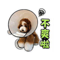 標準貴賓-兜兜