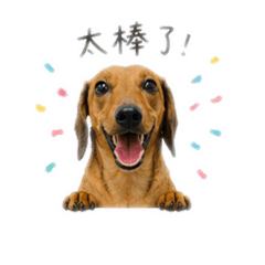 臘腸泡泡的日常