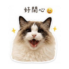 嚕嚕娜娜布偶貓