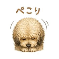 aussiedoodle johnjohn