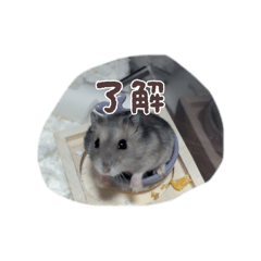 you kouzenn_20260505094513