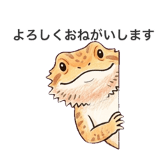 How are Pogona vitticeps