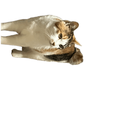 ^ - ^^ - ^^_^