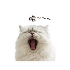 惡魔青少年ᶘ ᵒᴥᵒᶅ