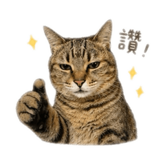 貪吃徐寶柑
