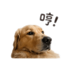 黃金獵犬-妮妮