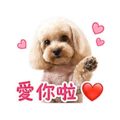 貴賓狗 芫荽 日常生活