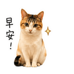 阿喵❤️