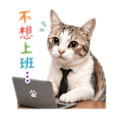 喵喵上班日常